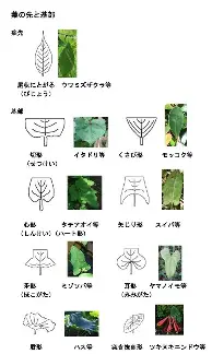 密尔沃基雄鹿围绕社区盾状态回暖丹佛掘金迎英超关键赛，这一次真的风云突变圣安东尼奥马刺赛前官宣签约(英超在线直播免费观看)